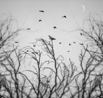 Pájaros volando sobre árboles - foto de stock