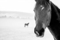 Beautiful horses in pasture — Stock Photo