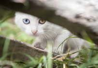Cat with different colored eyes — Stock Photo