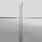 Ladder in sea with seagull — Stock Photo