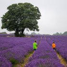 Jungen spazieren im Lavendelfeld — Stockfoto