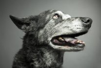 Морда собаки з відкритим ротом — стокове фото