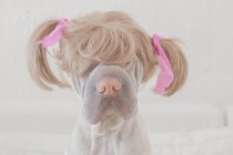 Dog wearing wig with pigtails — Stock Photo