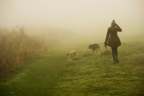 Женщина гуляет с собаками — стоковое фото