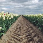 Tyre track on tulip field — Stock Photo