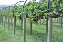 Rows of strawberry plants — Stock Photo