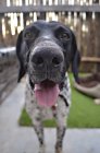 Muso di cane con bocca aperta — Foto stock