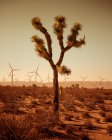 Единое дерево пустыни — стоковое фото