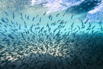 School of fish underwater — Stock Photo