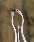 Schöne wilde Flamingos — Stockfoto