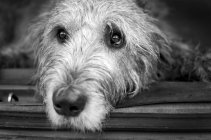 Lindo perro Wolfhound irlandés - foto de stock