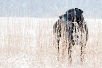 Cão em pé na grama na neve — Fotografia de Stock