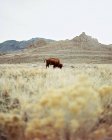 Buffalo pastando en hierba - foto de stock