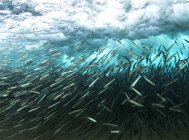 Fischschwärme unter Wasser — Stockfoto