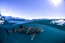 Tiburón ballena bajo el agua - foto de stock