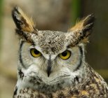 Eyes Of Horn Owl — Stock Photo