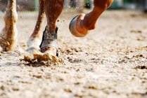 Cavalo correndo na lama — Fotografia de Stock