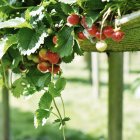 Erdbeeren hängen am Strauch — Stockfoto
