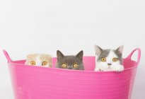 Gatos sentados em balde rosa — Fotografia de Stock