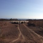 Стадо овец, бегущих по грязной дороге — стоковое фото