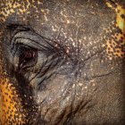 Auge des großen Elefanten — Stockfoto