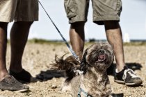 Uomini che camminano con cane — Foto stock
