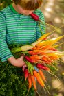 Garçon tenant un tas de carottes — Photo de stock