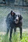 Dog drying off in grass — Stock Photo