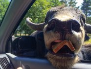 American Bison putting head inside car — Stock Photo