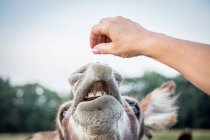 Woman feeding donkey — Stock Photo