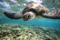 Schildkröte schwimmt unter Wasser — Stockfoto
