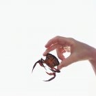 Hand holding small crab — Stock Photo