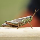 Grasshopper on wooden plank — Stock Photo