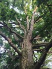 Árvore gigante poderosa — Fotografia de Stock