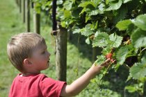 Мальчик собирает клубнику — стоковое фото