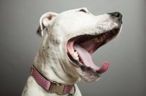 Funny yawning dog — Stock Photo