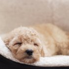 Спящая собачья морда — стоковое фото