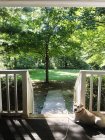 Cane sdraiato sul portico — Foto stock