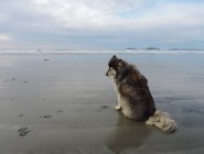 Cão solitário sentado na praia — Fotografia de Stock