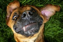 Perro marrón tendido juguetonamente en hierba - foto de stock