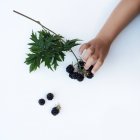 Human hand picking blackberries — Stock Photo