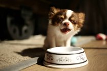 Chihuahua puppy eating — Stock Photo