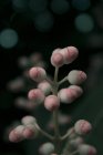 Rosa Blütenknospen — Stockfoto