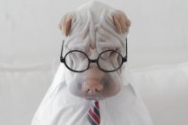 Shar Pei cão vestido com óculos — Fotografia de Stock