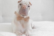 Shar Pei dog wearing bow-tie — Stock Photo