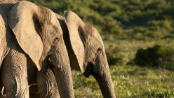 Elefantes salvajes en sabana - foto de stock