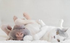Шар Пей собака и кот — стоковое фото