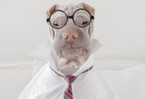 Shar Pei cão vestido com óculos — Fotografia de Stock