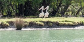 Dos pelícanos de pie en la orilla del río - foto de stock