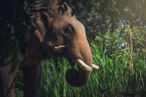 Cabeça de elefante na floresta — Fotografia de Stock